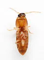 Aeolus lepidus - photo 2