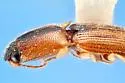 Aeolus lepidus - photo 5