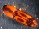 Aeolus livens