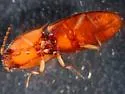 Aeolus livens - photo 2