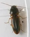 Aeolus livens - photo 3