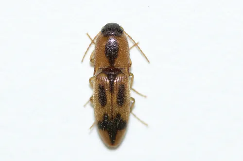 Flat Wireworm