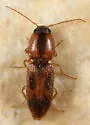 Aeolus scutellatus - photo 2