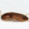 Aeolus scutellatus - photo 3