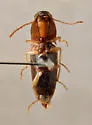 Aeolus scutellatus - photo 4