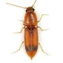 Aeolus subornatus - Aeolus subornatus
