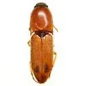 Aeolus subornatus - photo 2