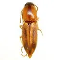 Aeolus trilineatus - photo 2