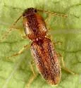 Aeolus trilineatus - photo 3