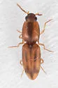 Aeolus trilineatus - photo 4