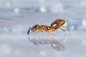 Aeptencyrtus bruchi - photo 3
