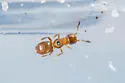 Aeptencyrtus bruchi - photo 4