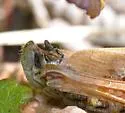 Aeropedellus arcticus
