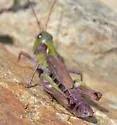 Aeropedellus arcticus - photo 4