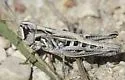 Club-horned Grasshopper