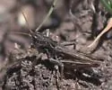 Club-horned Grasshopper - photo 2