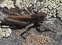 Club-horned Grasshopper - photo 3