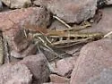 Club-horned Grasshopper - photo 4