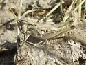 Club-horned Grasshopper - photo 5