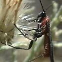 Aerophilus nigripes