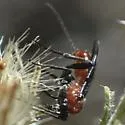 Aerophilus nigripes - photo 2