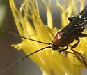Aerophilus nigripes - photo 3