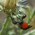 Aerophilus nigripes - photo 4