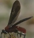 Aerophilus nigripes - photo 5