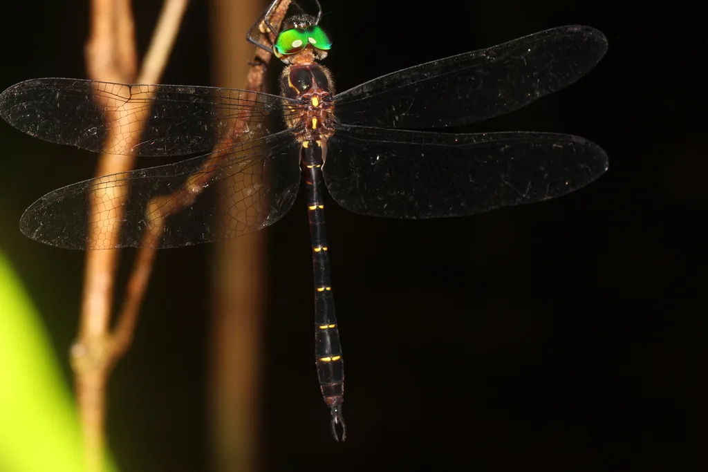 Aeschnosomatidae - photo 2