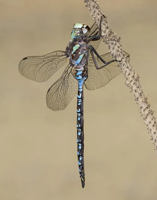 Canada Darner