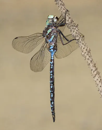 Canada Darner - photo 2