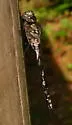 Mottled Darner
