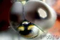 Mottled Darner - photo 2