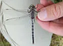 Mottled Darner - photo 4