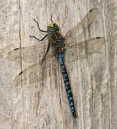 Variable Darner