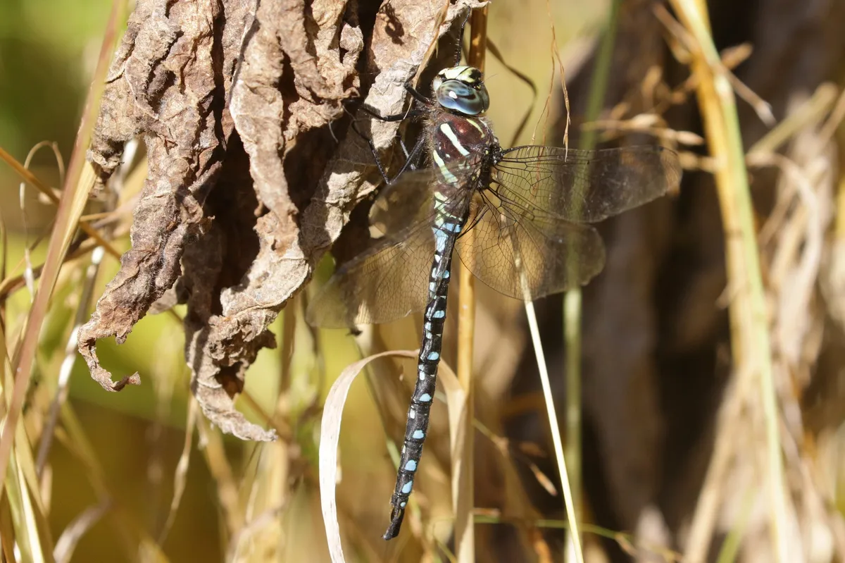 Paddle-tailed Darner