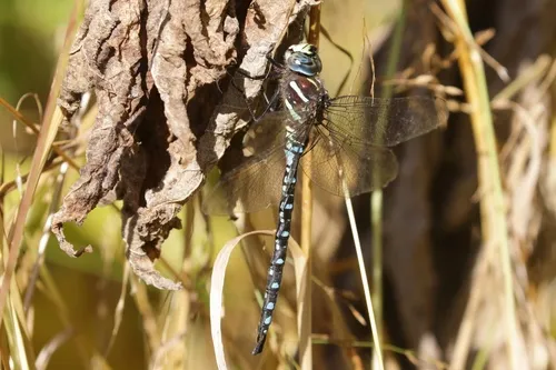 Paddle-tailed Darner - photo 2