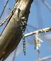 Persephone's Darner - photo 2