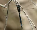 Persephone's Darner - photo 3