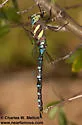 Persephone's Darner - photo 4