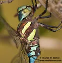 Persephone's Darner - photo 5