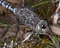 Azure Darner