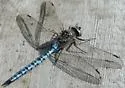 Azure Darner - photo 2