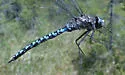 Azure Darner - photo 3
