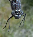 Azure Darner - photo 4