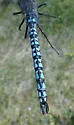 Azure Darner - photo 5