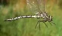 Zigzag Darner