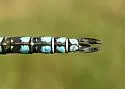Zigzag Darner - photo 2
