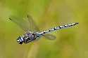 Zigzag Darner - photo 3