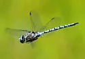 Zigzag Darner - photo 4